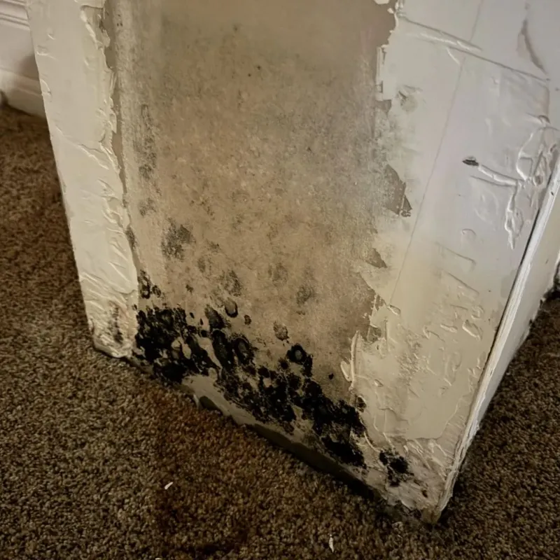 Professional Mold Removal in Azle, TX